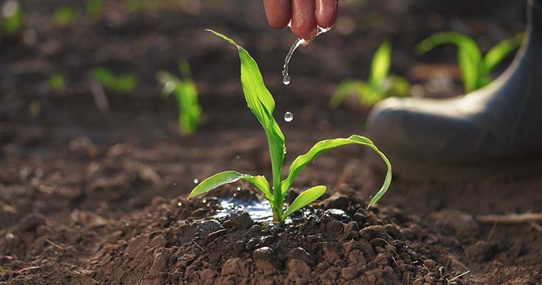 riega las plantas de manera responsable